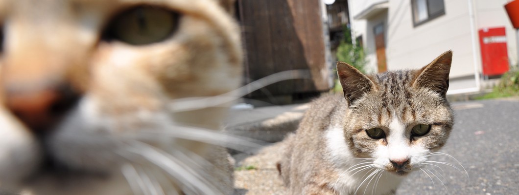 みんな大好きな恐竜を折り紙で折ってみよう 翼竜プテラノドンの折り方を紹介します 神戸の印刷 出版と販促 前川企画印刷公式ブログ 嵐のマエブロ