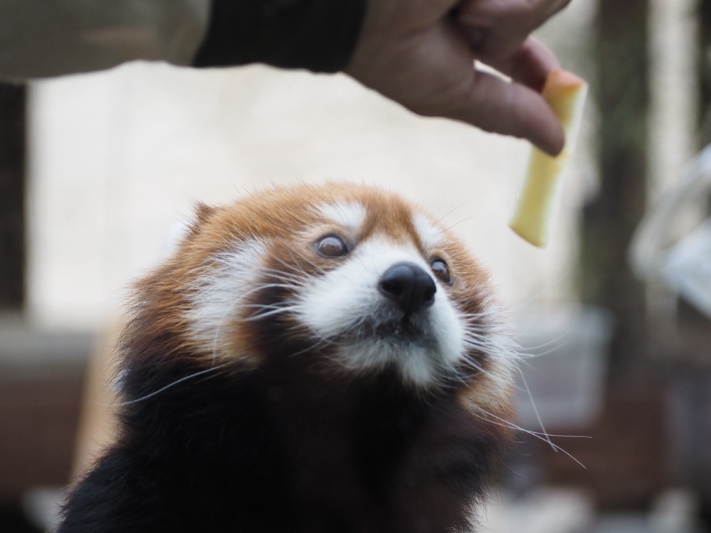 飼育員さんから林檎をもらうレッサーパンダ
