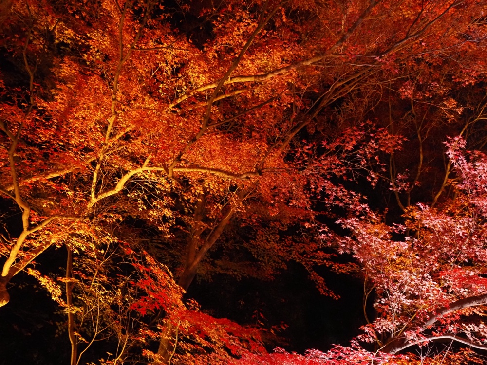 ライトアップされた紅葉
