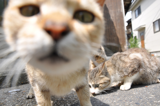 もっとくれ もっとくれ