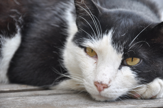 ねこ02