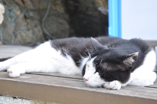 看板ねこ